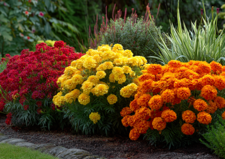 Посадил, забыл, а он все лето радует красками: цветок для дачника выходного дня