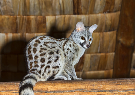 Необычный экзотический хищник впервые появился в Московском зоопарке