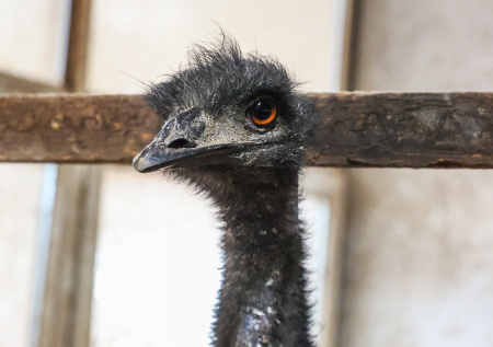 На заснеженных полях Ленобласти отловили страуса