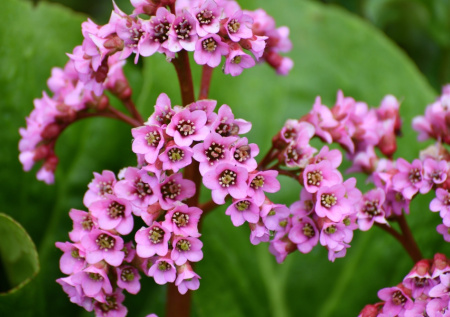 Бадан — звезда тенистого сада: как добавить ярких красок без лишних хлопот