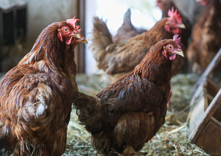 Куры зимой не несут яйца? Спасем яйценоскость с помощью копеечного средства: лайфхак от птицевода