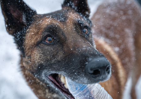 В Подмосковье появилась сортирующая мусор эко-собака