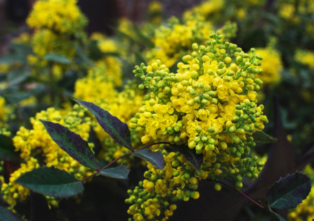 Магония — украшение сада и секретный ингредиент блюд: чем хороша неприхотливая красавица