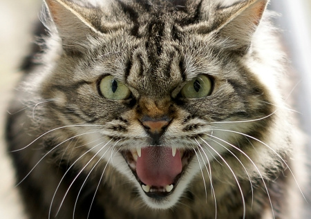 Найдена неожиданная связь между жуткими травмами питомцев и стрессом хозяев