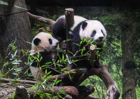 Тысячи японцев пришли проститься с последними оставшимися в стране пандами