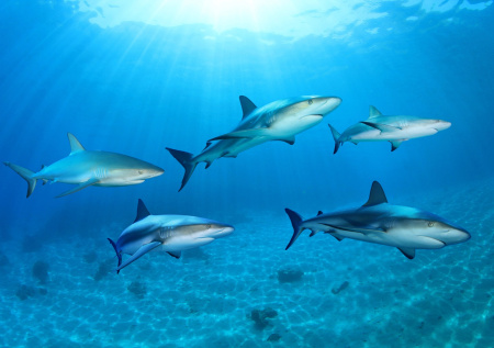 Американец сделал предложение руки и сердца под водой среди акул