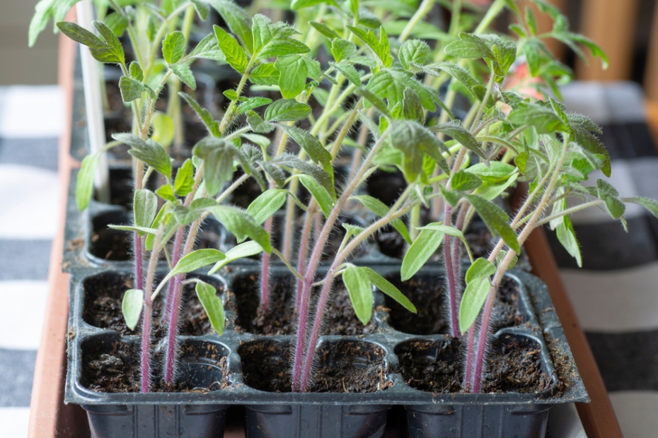 Какие овощи и цветы нужно посеять в феврале на рассаду