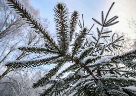 Часть школьников УрФО остались дома из-за лютых морозов