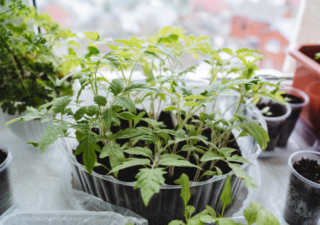 Земля для рассады: три компонента для богатого урожая