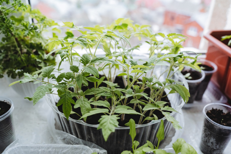 Земля для рассады: готовим правильную смесь своими руками