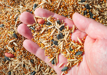 Россиянин поел корм для попугаев и лишился прав