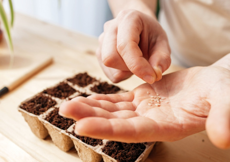 Какие овощи и цветы нужно посеять в феврале на рассаду
