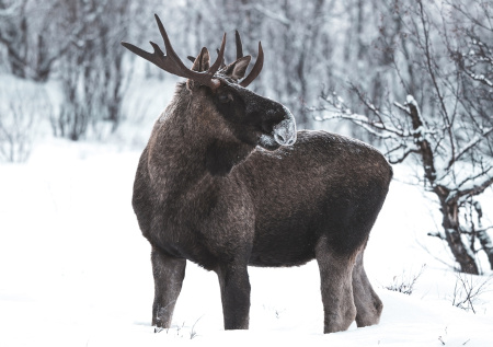 В Сети появились кадры, как лось показал жителям Подмосковья язык
