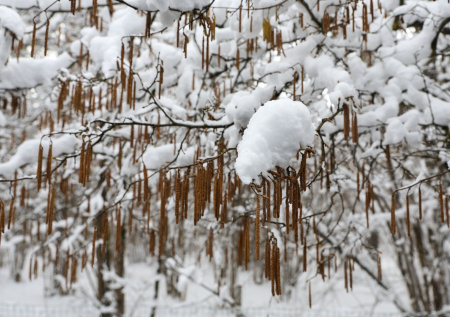 Дачникам рассказали, что не стоит делать с деревьями зимой