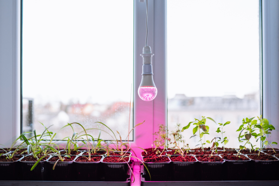 Особенности февральского посева: досветка, температура, пикировка