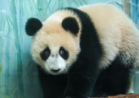 Панда Катюша в зоопарке Москвы: последние новости 26 января, фото, видео