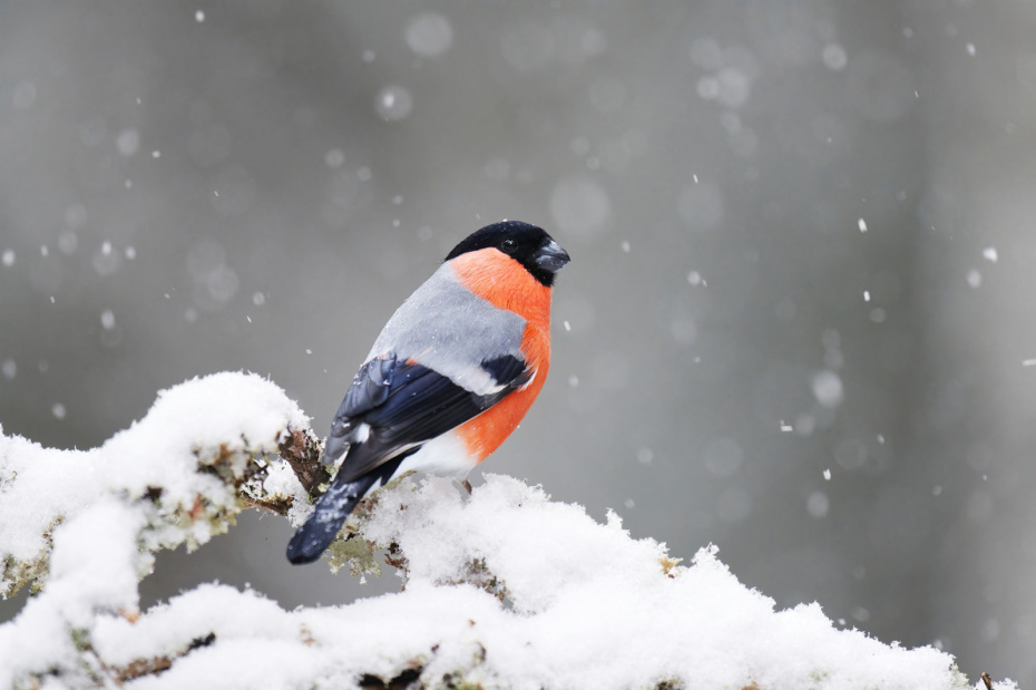 Приметы 28 января