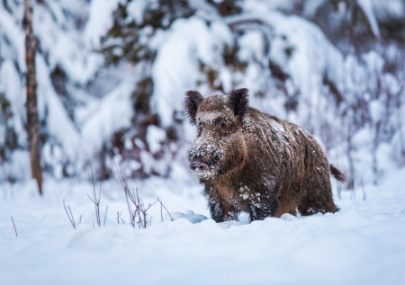 Кабан зимой без загона: секреты охоты с вышки от опытных промысловиков