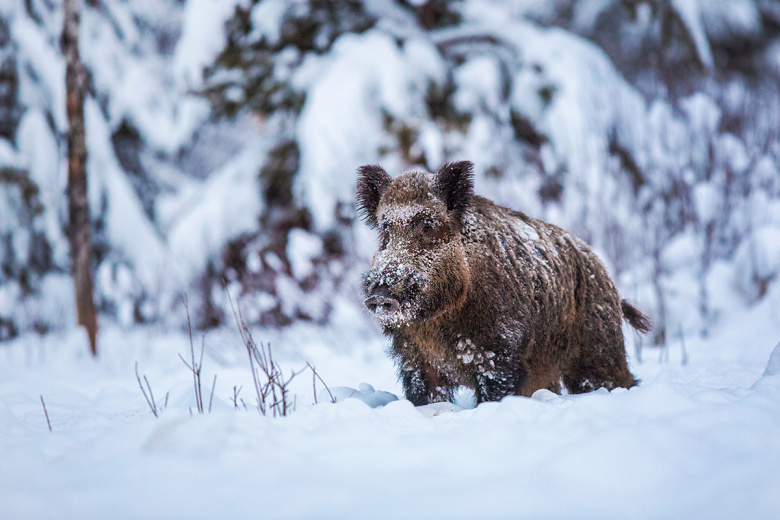 Охота на кабана с вышки в зимний период — советы бывалых охотников