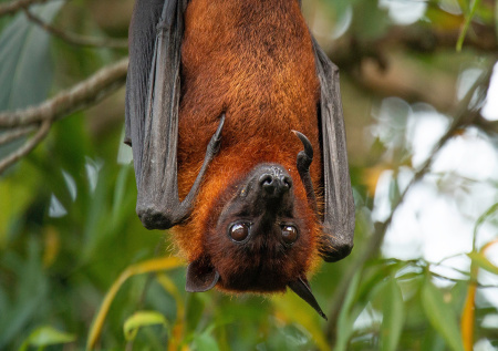 В ВОЗ назвали условие, из-за которого может распространиться вирус Нипах