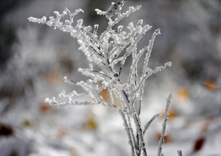 Как защитить деревья на даче от аномальных морозов: список срочных дел