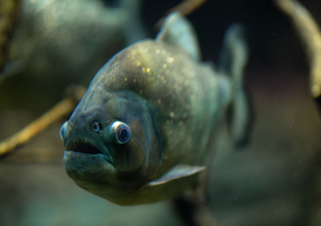 Массовая атака пираний произошла на популярном курорте в Бразилии