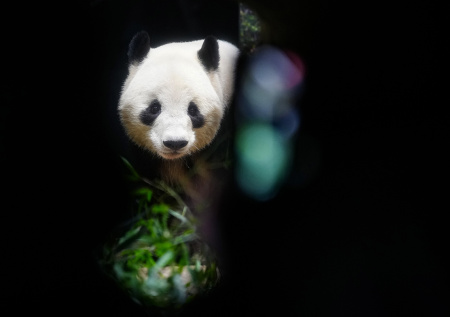 Последних гигантских панд увезли из Японии в Китай