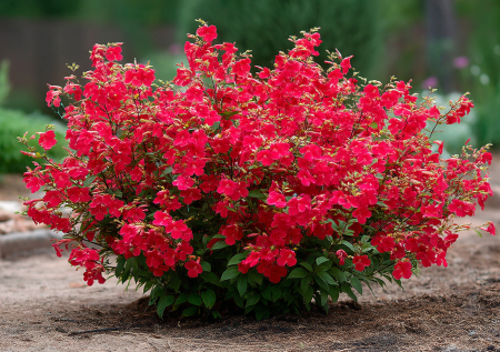 Этот цветок поразит соседей экзотическими бутонами: цветет с июня до сентября