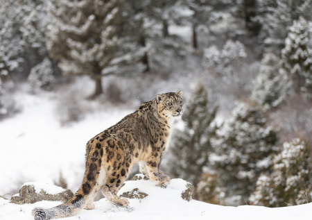 Селфи с хищником обернулось кошмаром для туристки