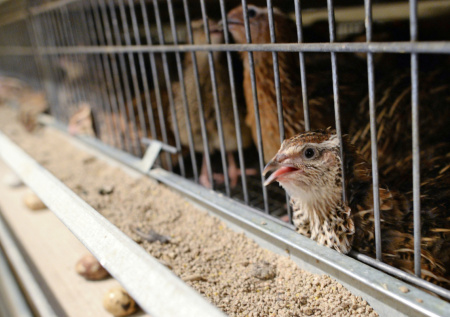 Выгодное хобби для дачников: разводим фазанов и перепелов с нуля