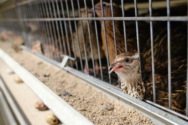 Разведение и содержание фазанов или перепелов как хобби, дающее прибыль
