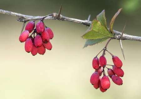 Как барбарис спасает сосуды? Новое открытие ученых и простой рецепт