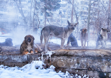 Напала стая собак на улице: как вести себя, чтобы избежать беды