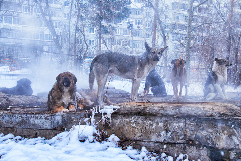 Что делать, если напала стая собак, как реагировать на агрессию животного