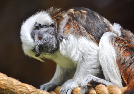 В Новосибирском зоопарке выходили детеныша крайне редкого примата