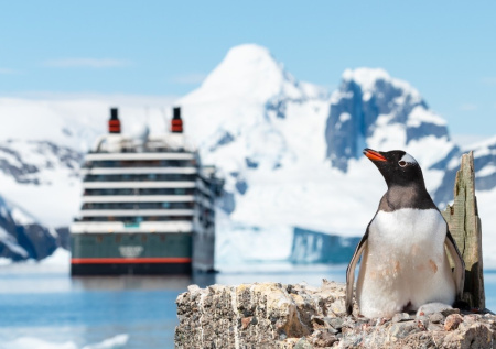 Почему люди до сих пор путают Арктику и Антарктику? Пять главных различий