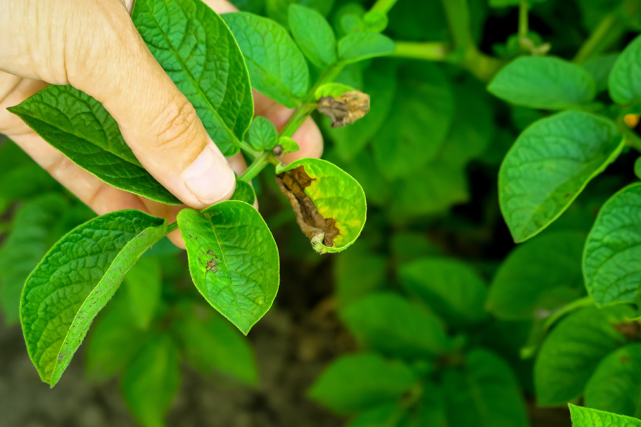 Ваши растения болеют: как это понять и быстро помочь зеленым питомцам