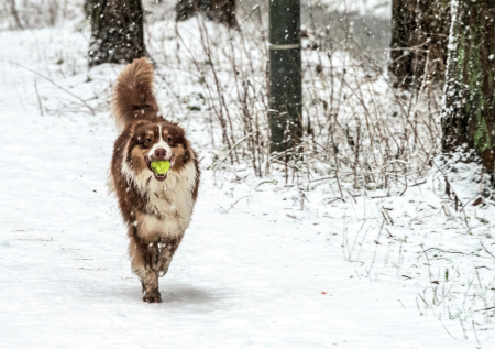 Кинолог дал советы, как превратить зимнюю прогулку с собакой в тренировку