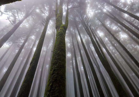 Эколог получила престижную награду за объятия с деревом