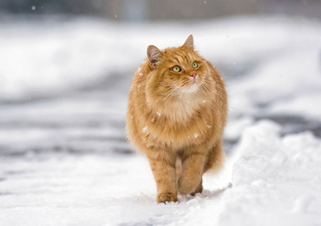 Ветеринар предупредил об опасности игр кошек со снегом