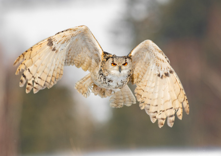 Полицейские спасли раненую сову