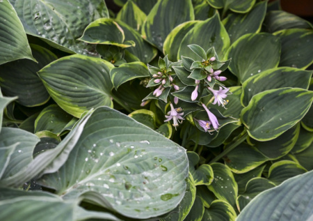 Высадите весной  — и получите шикарную листву до сентября! Королева тени: и для акцента, и как фон для ярких соседей, и для украшения