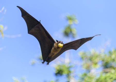 Индийцы рассказали неожиданную деталь о смертельном вирусе Нипах