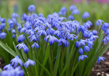 Посадите весной — и все лето ваш сад в сапфировых каплях! Многолетник-чудо: и для альпинария, и для лужайки, и для пруда