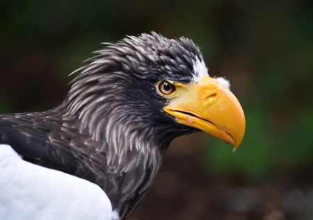 Исхудавшего краснокнижного орлана нашли в мешке на парковке