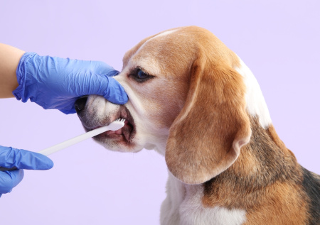 Ветеринар ответила, когда приучать питомца к чистке зубов
