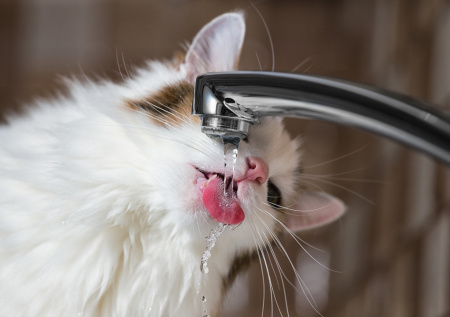 Зоопсихолог ответила, о чем говорит повышенная жажда у кошки