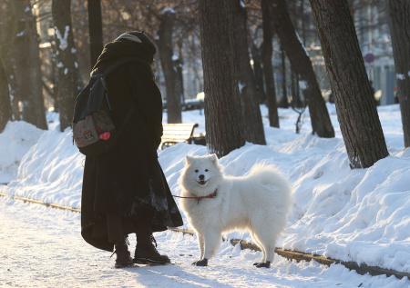 В Москве массово начали гибнуть домашние собаки