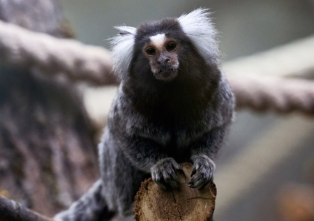 Экзотический маленький зверь родился в Ленинградском зоопарке