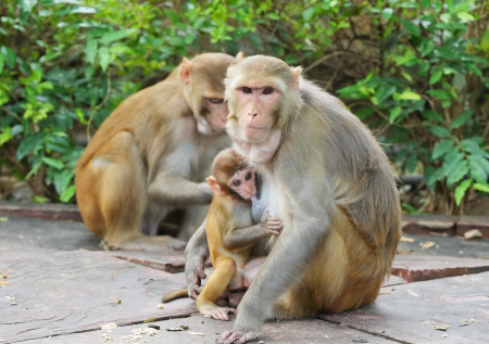 Агрессивная обезьяна напала на россиянку во время отдыха